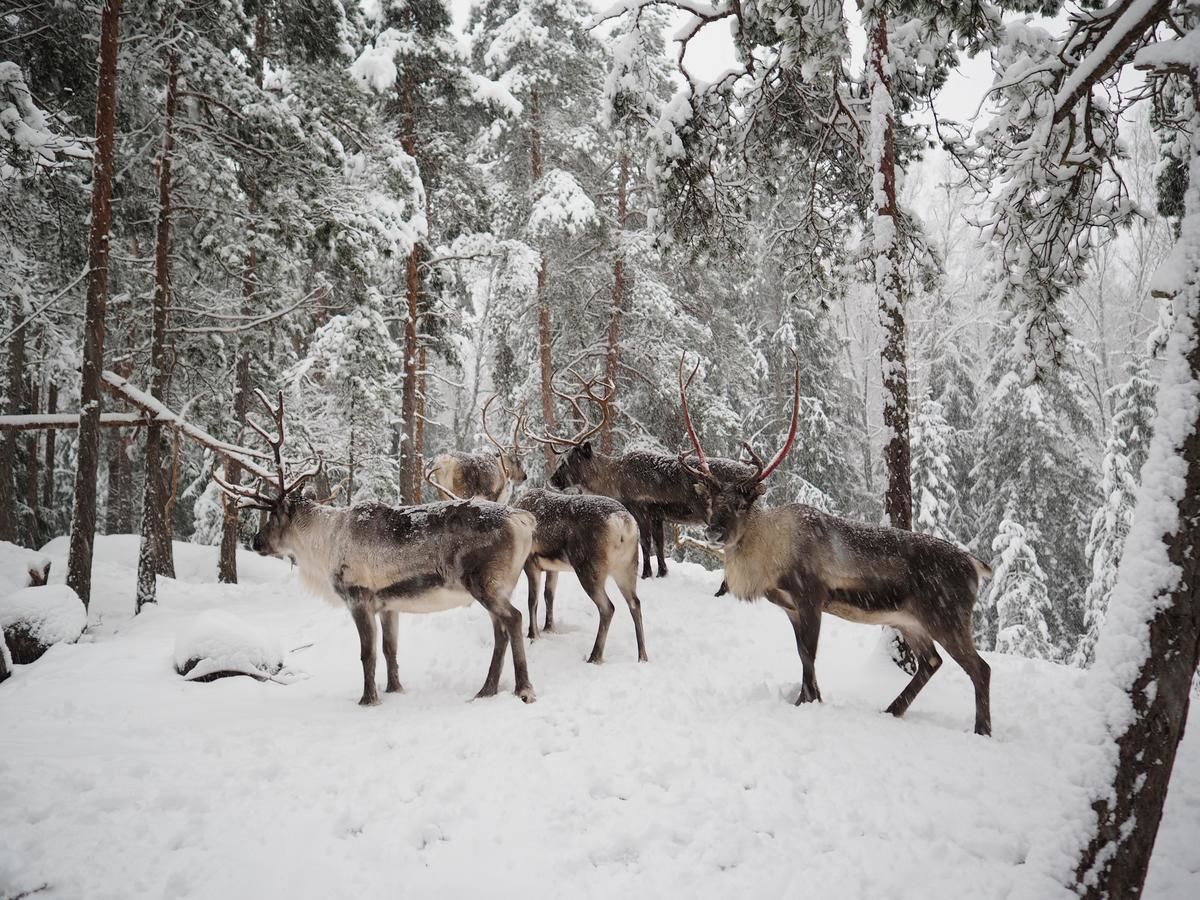 Дома для отпуска Igluhut – Sleep with reindeer Эспоо-17