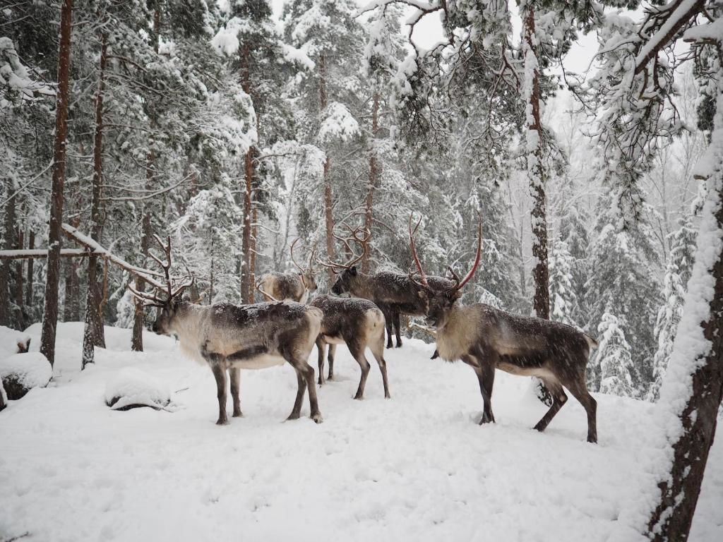 Дома для отпуска Igluhut – Sleep with reindeer Эспоо-27