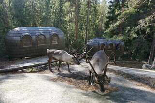 Дома для отпуска Igluhut – Sleep with reindeer Эспоо Двухместный номер с 1 кроватью-1