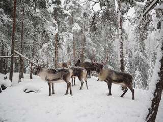 Дома для отпуска Igluhut – Sleep with reindeer Эспоо Двухместный номер с 1 кроватью-13