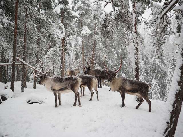 Дома для отпуска Igluhut – Sleep with reindeer Эспоо-16