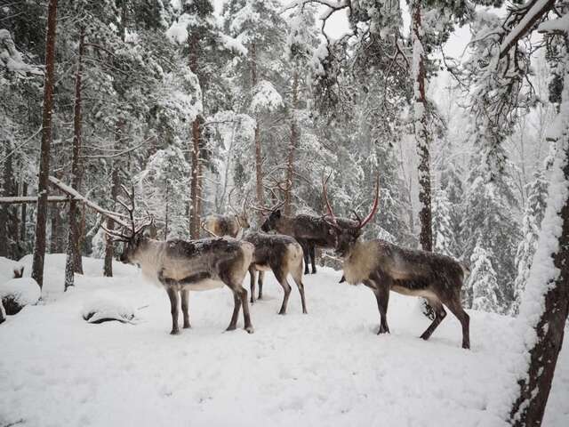 Дома для отпуска Igluhut – Sleep with reindeer Эспоо-26